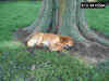 SleepingDog.JPG (125747 bytes)
